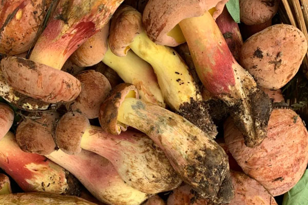 野生牛肝菌長在什么地方