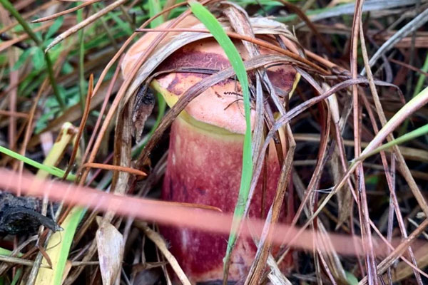 野生牛肝菌的四大功效作用
