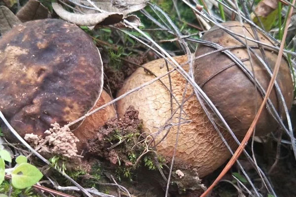 油浸牛肝菌怎么吃，牛肝菌油是什么做的