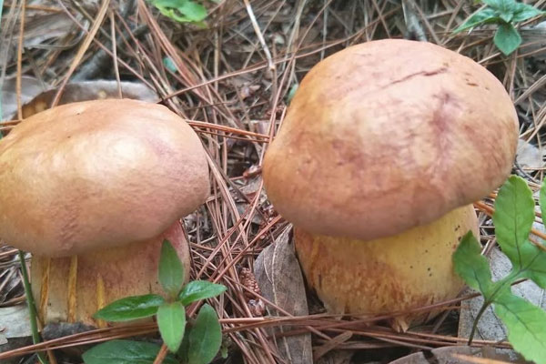 牛肝菌什么季節(jié)生長，牛肝菌是野生還是種植的