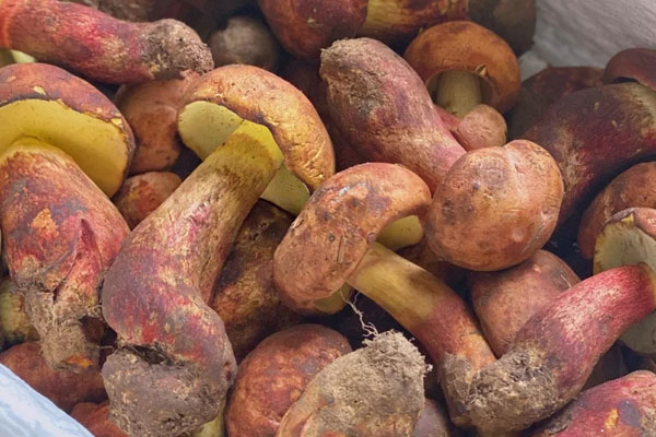 牛肝菌是栽培還是野生的