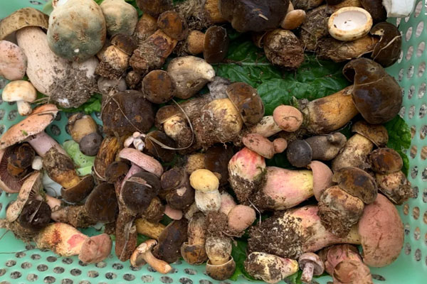 牛肝菌的食用禁忌