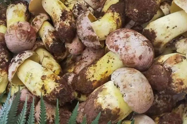 牛肝菌的子實(shí)體長在什么地方