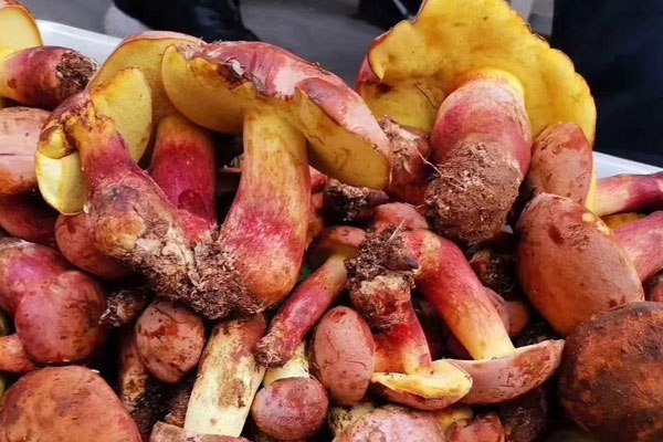 牛肝菌的適合人群