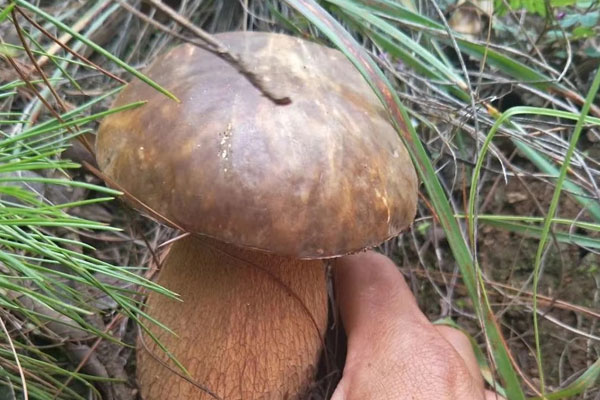 牛肝菌喜歡在什么環(huán)境下生長，牛肝菌的子實(shí)體在哪