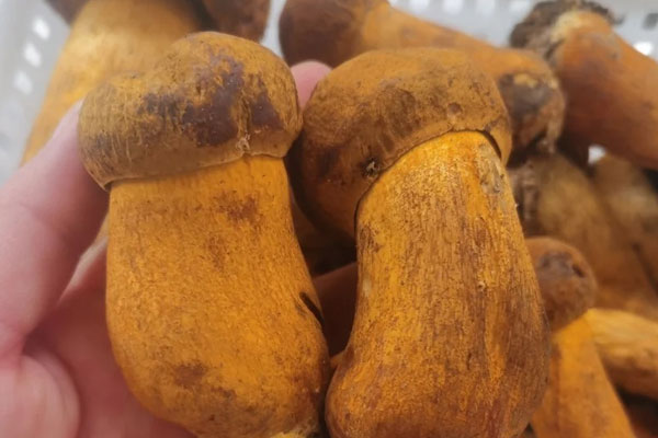 老虎頭和黃牛肝菌是同一個東西嗎 老虎頭和黃牛肝菌是同一個東西嗎