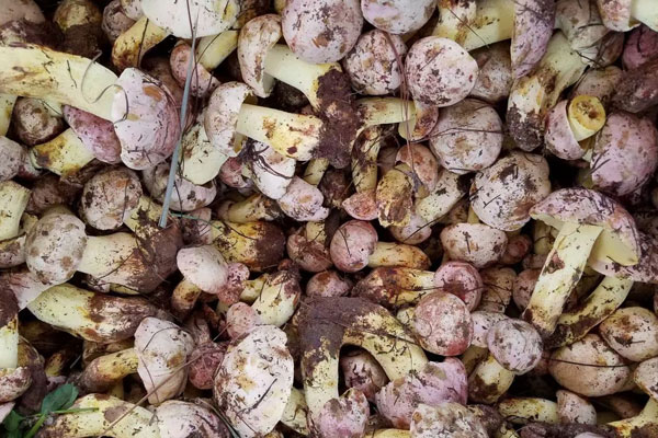 云南哪些地方長牛肝菌 云南哪些地方長牛肝菌