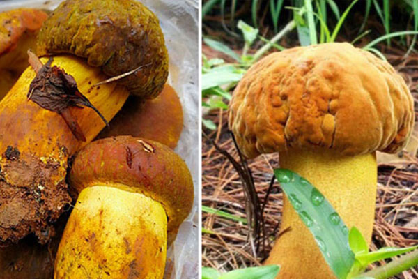 黃牛肝菌苦嗎，黃牛肝菌的特點(diǎn)