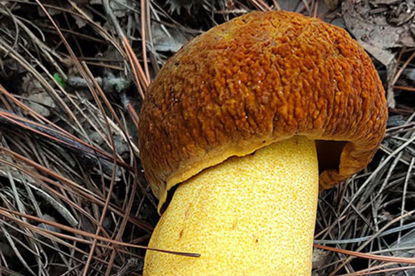 黃牛肝菌有哪些特點(diǎn) 黃牛肝菌有哪些特點(diǎn)