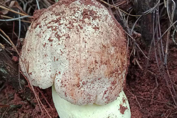 新鮮牛肝菌的長久保存之法 新鮮牛肝菌的長久保存之法