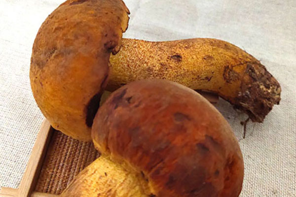 黃牛肝菌有毒嗎，炒黃牛肝菌需要提前焯水嗎