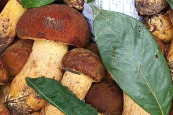 黃牛肝菌要焯水嗎