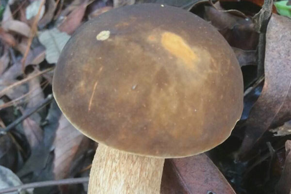 哪些品種的牛肝菌可以吃