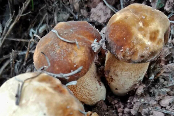 吃牛肝菌的注意事項