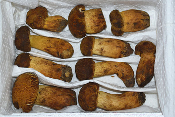 牛肝菌可以抗衰老嗎