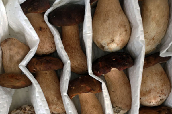 白牛肝菌會(huì)變色嗎，牛肝菌切開(kāi)變藍(lán)色還能吃嗎