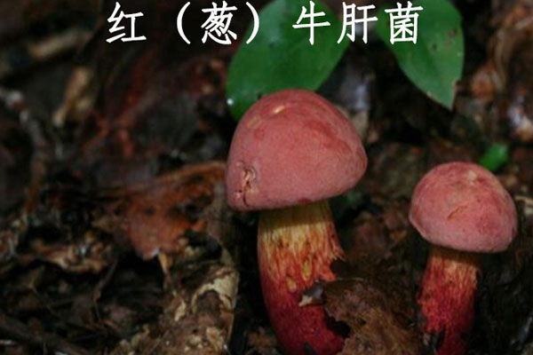 牛肝菌一切就發(fā)綠，牛肝菌發(fā)綠了還能吃嗎