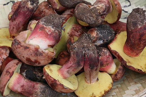 牛肝菌發(fā)綠了還可以吃嗎 牛肝菌發(fā)綠了還可以吃嗎