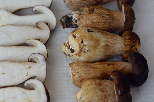 白牛肝菌切開會(huì)變色嗎 白牛肝菌切開會(huì)變色嗎