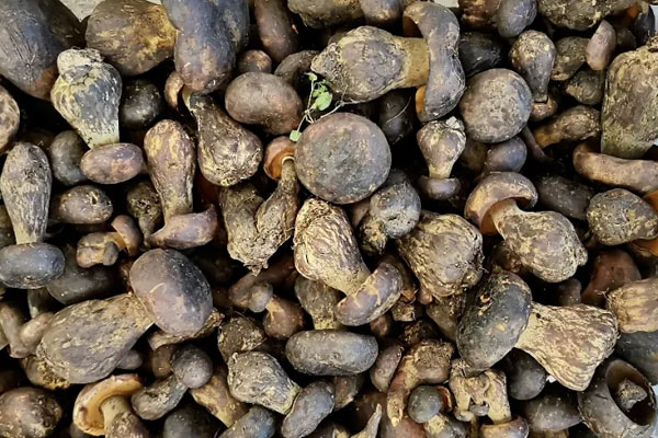 黑牛肝菌為什么是苦的，黑牛肝菌吃起來(lái)有點(diǎn)酸酸的