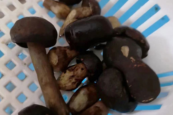 黑牛肝菌吃起來發(fā)酸 黑牛肝菌吃起來發(fā)酸