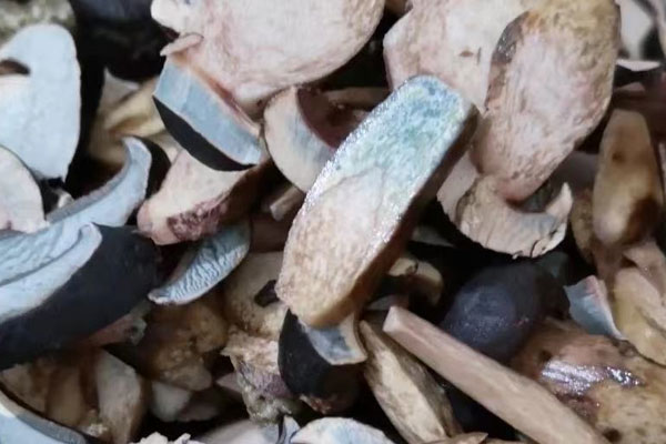 新鮮牛肝菌的2種做法