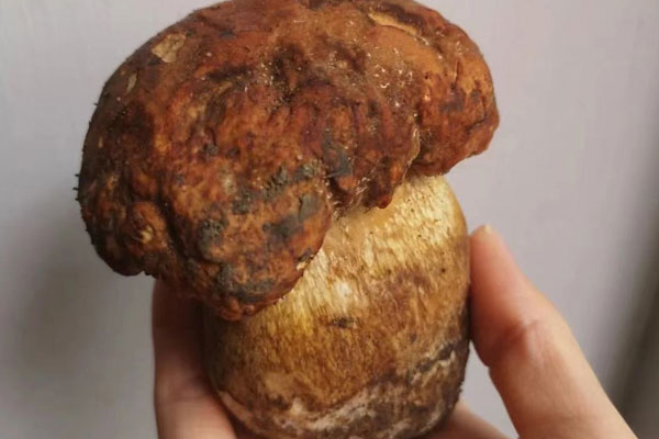 牛肝菌炒來(lái)吃著有點(diǎn)苦，牛肝菌炒熟后冷了可以吃嗎