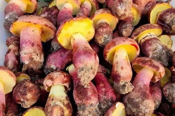 牛肝菌是牛肉嗎，牛肝菌是蘑菇嗎