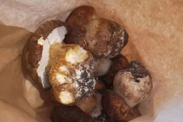 牛肝菌是不是蘑菇