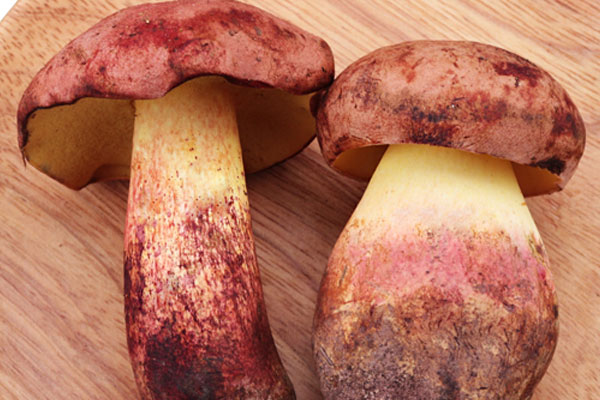 牛肝菌放了兩年了還可以吃嗎