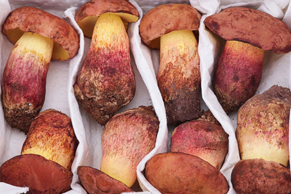 牛肝菌可以祛風除濕嗎