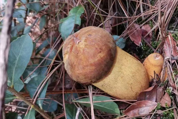 新鮮牛肝菌能保存多長(zhǎng)時(shí)間，美味牛肝菌有毒嗎