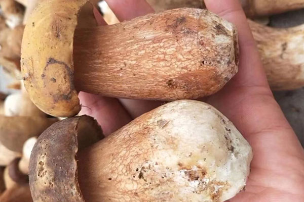 美味牛肝菌有毒性嗎