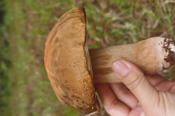 美味牛肝菌的年產(chǎn)量