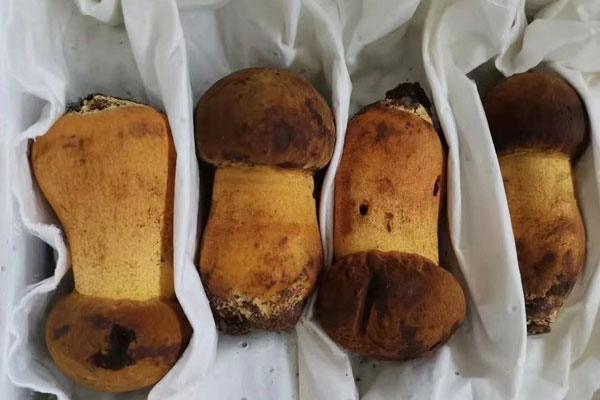 牛肝菌放冰箱變軟了能吃嗎，牛肝菌過(guò)油怎么保存