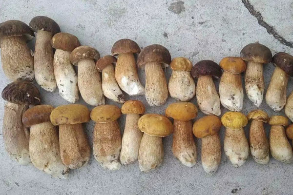 白、黃、黑牛肝菌哪個好吃