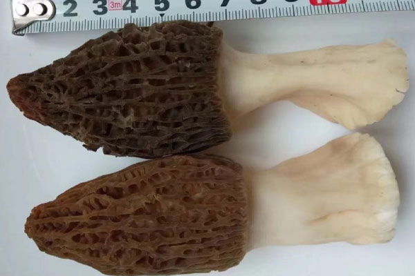 羊肚菌芥菜湯的功效作用 羊肚菌芥菜湯的功效作用