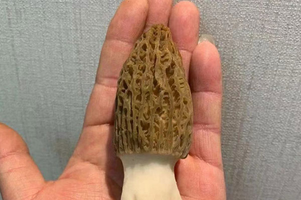 云腿炒羊肚菌的功效作用 云腿炒羊肚菌的功效作用