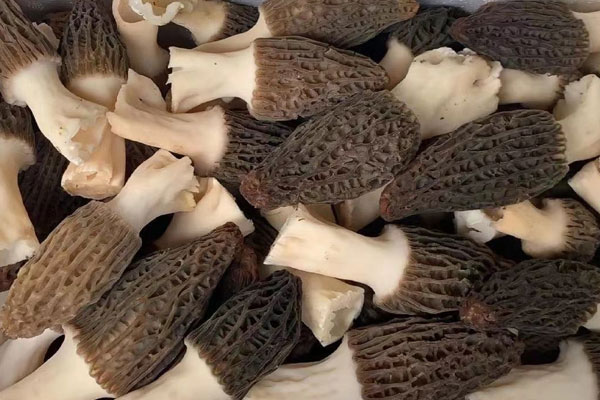 云腿炒羊肚菌的食用禁忌 云腿炒羊肚菌的食用禁忌