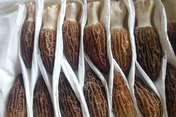 魚膠鮑魚燜羊肚菌的功效作用 魚膠鮑魚燜羊肚菌的功效作用