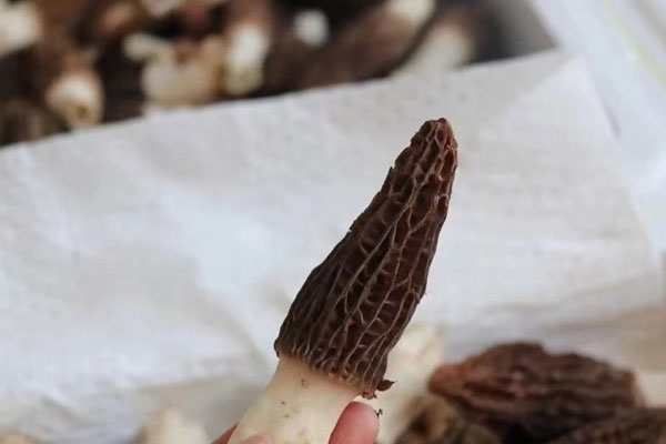 魚膠鮑魚燜羊肚菌的食用禁忌 魚膠鮑魚燜羊肚菌的食用禁忌