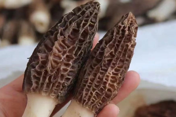 羊肚菌冬筍炒菜苔的功效作用 羊肚菌冬筍炒菜苔的功效作用