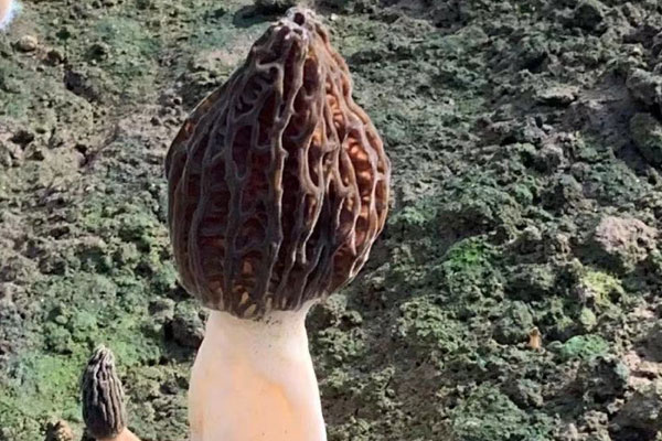 羊肚菌冬筍炒菜苔的食用禁忌 羊肚菌冬筍炒菜苔的食用禁忌