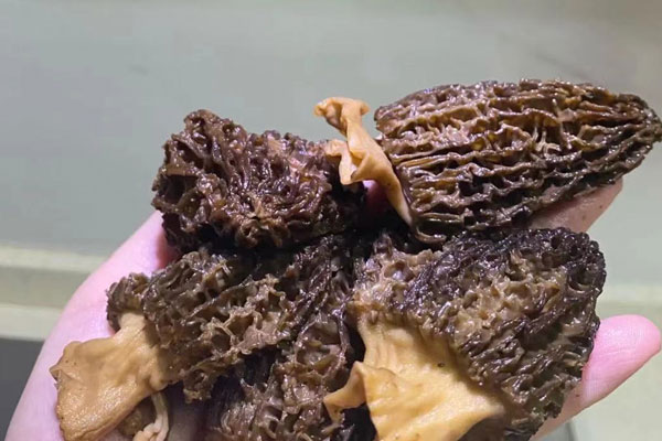 羊肚菌海參燉雞湯的禁忌人群 羊肚菌海參燉雞湯的禁忌人群