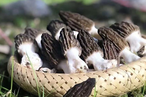 羊肚菌炒北極貝菠菜的功效作用 羊肚菌炒北極貝菠菜的功效作用