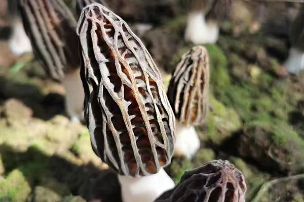 羊肚菌炒北極貝菠菜的禁忌人群 羊肚菌炒北極貝菠菜的禁忌人群