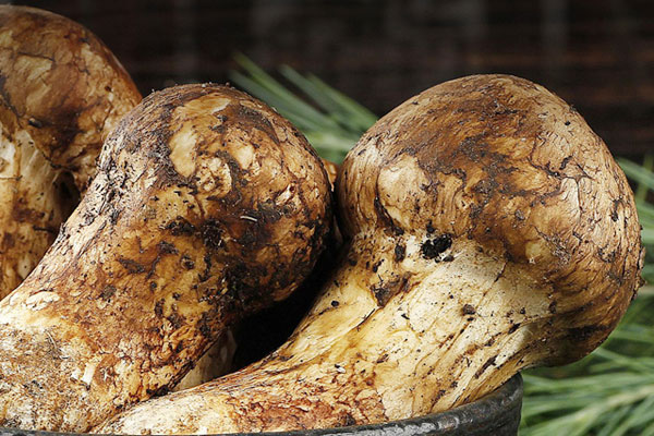 松茸魚子醬刺身的功效作用 松茸魚子醬刺身的功效作用