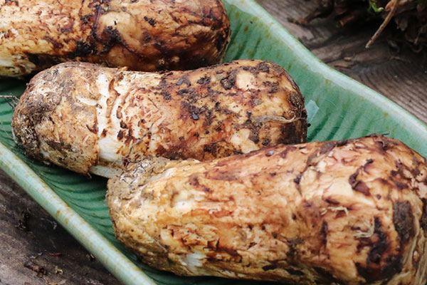 松茸魚子醬刺身的食用禁忌 松茸魚子醬刺身的食用禁忌