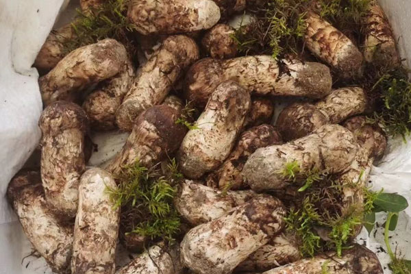 松茸蓮藕燜飯?jiān)趺醋龊贸? src=