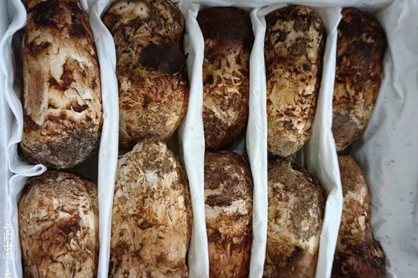 松茸蓮藕燜飯的食用禁忌